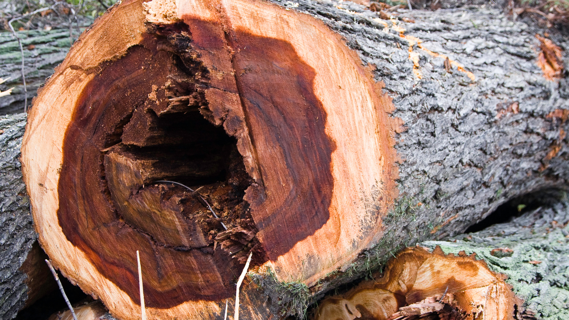 Cross-section of a log showing dark, hollowed-out center with a light-colored outer ring.