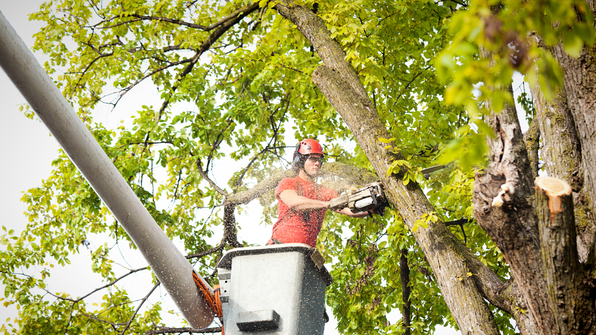 Tree worker in a lift bucket using a chainsaw to trim tree branches.