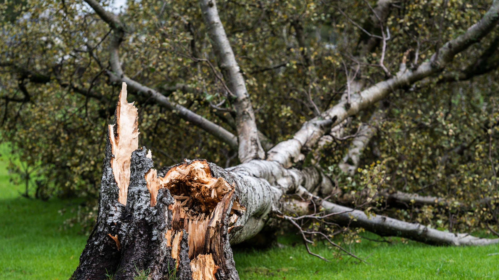 Fallen tree on green grass, trunk split and charred, branches sprawled.