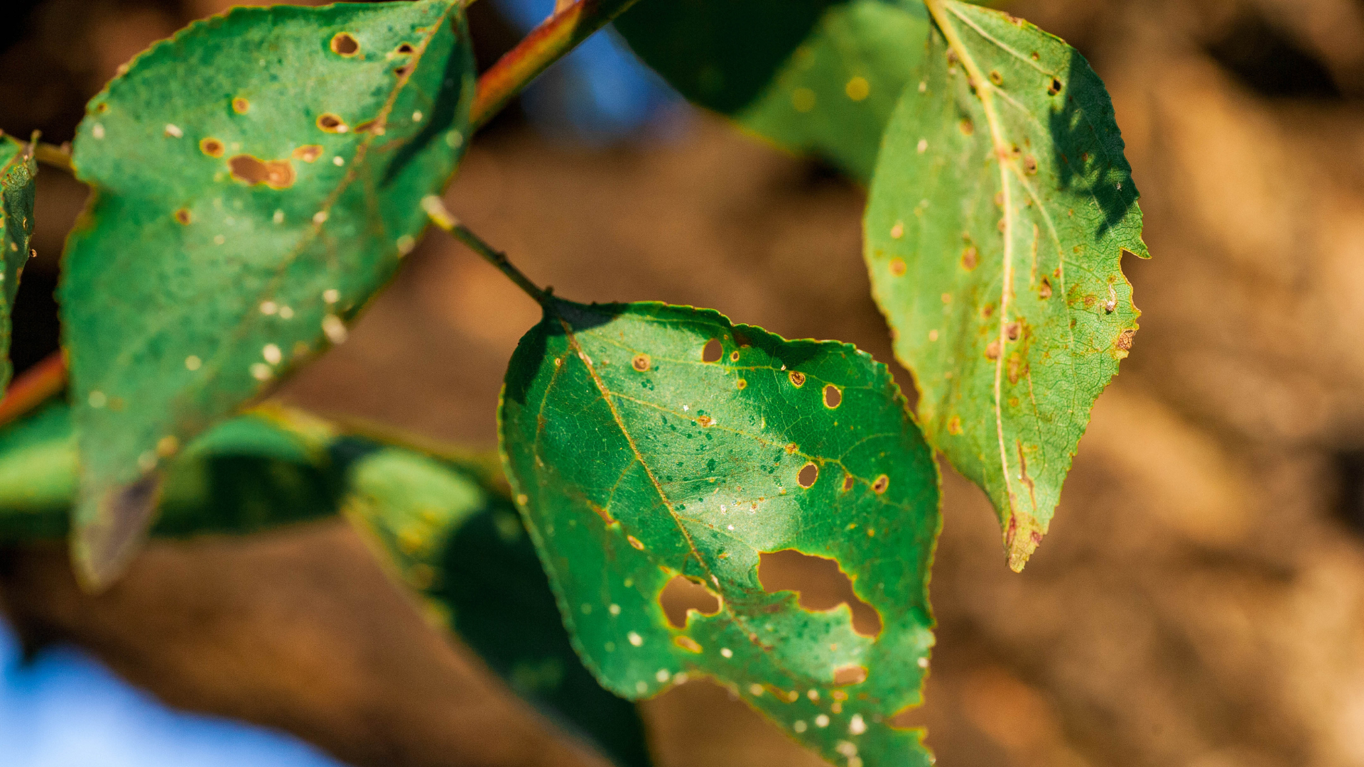 Green leaves with holes, showing signs of insect damage, attached to a branch.