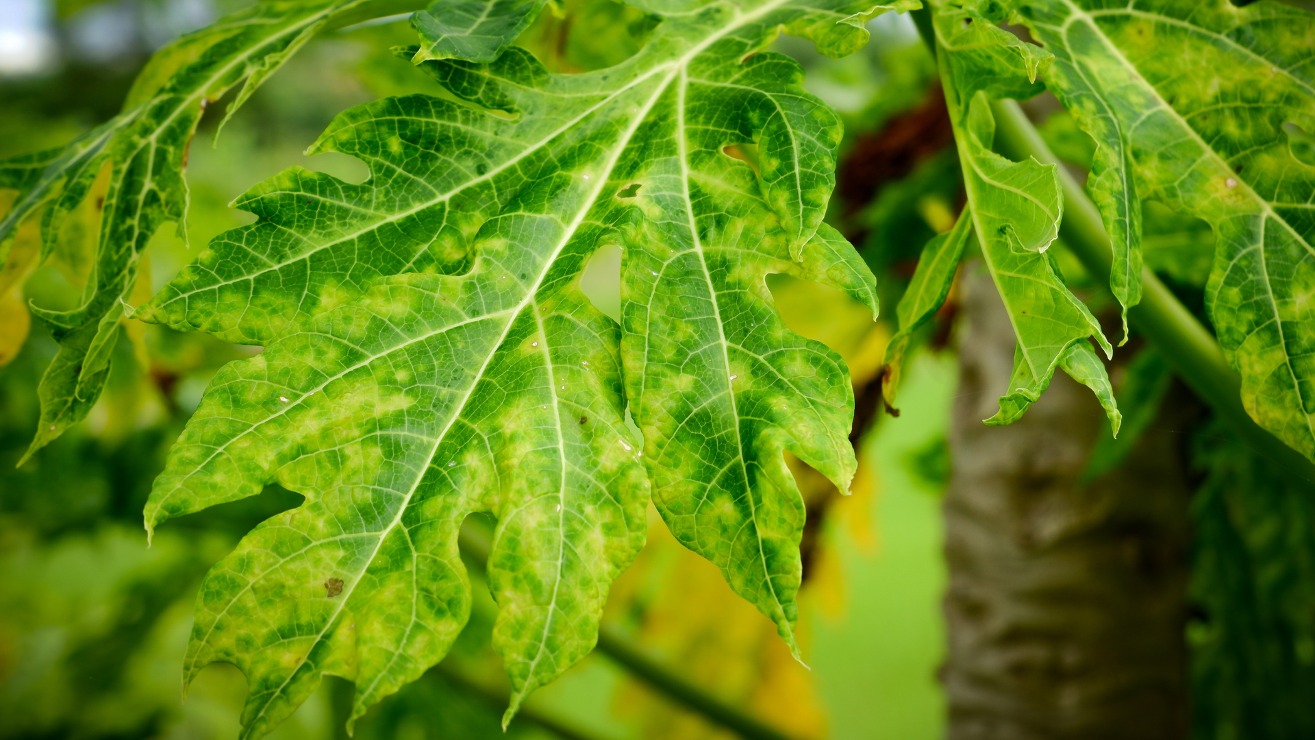 Papaya leaf with yellow-green mottled areas, likely indicating a viral infection, outdoors.