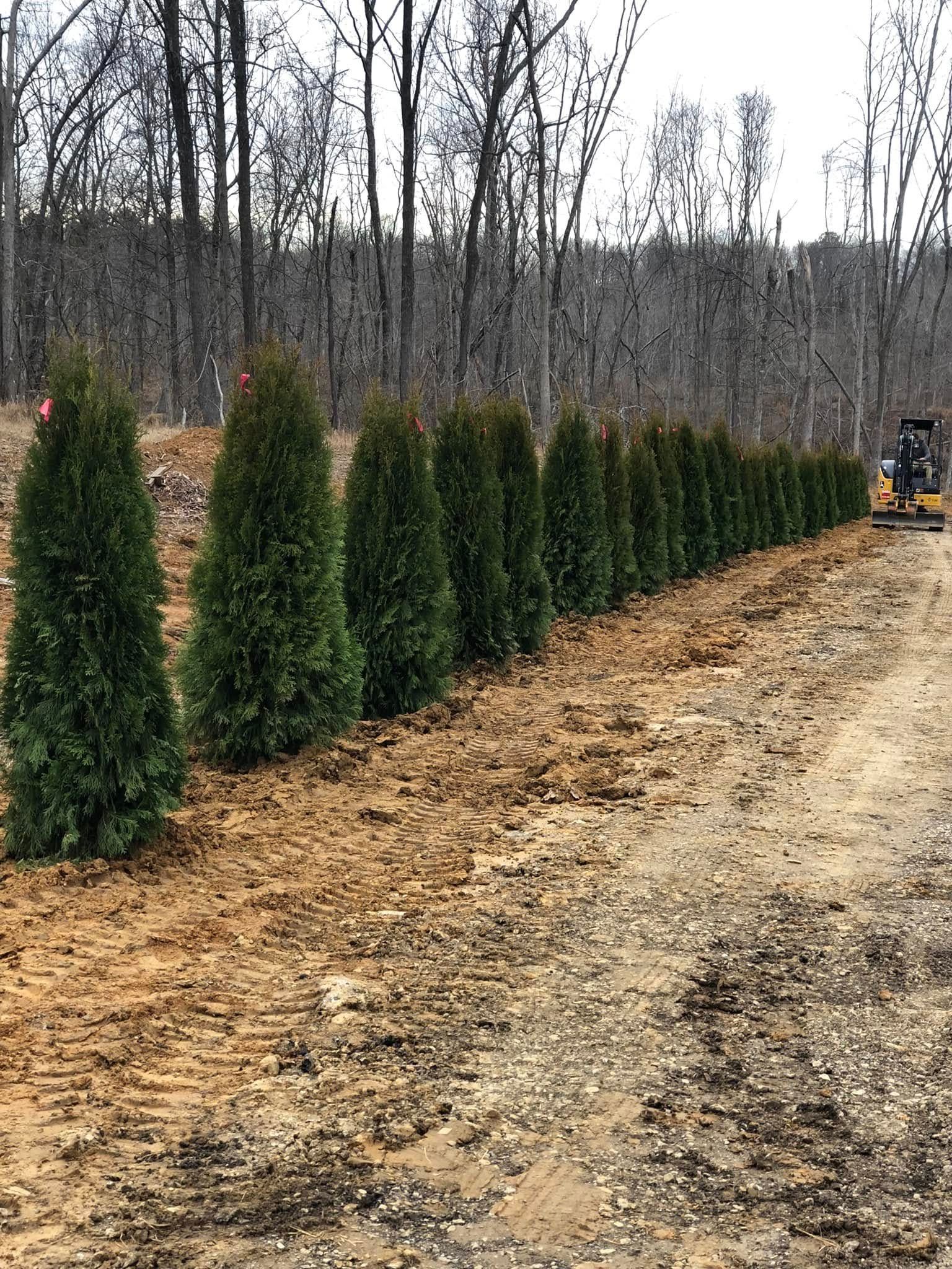 Row of potted evergreen shrubs along a dirt path in a leafless nursery field