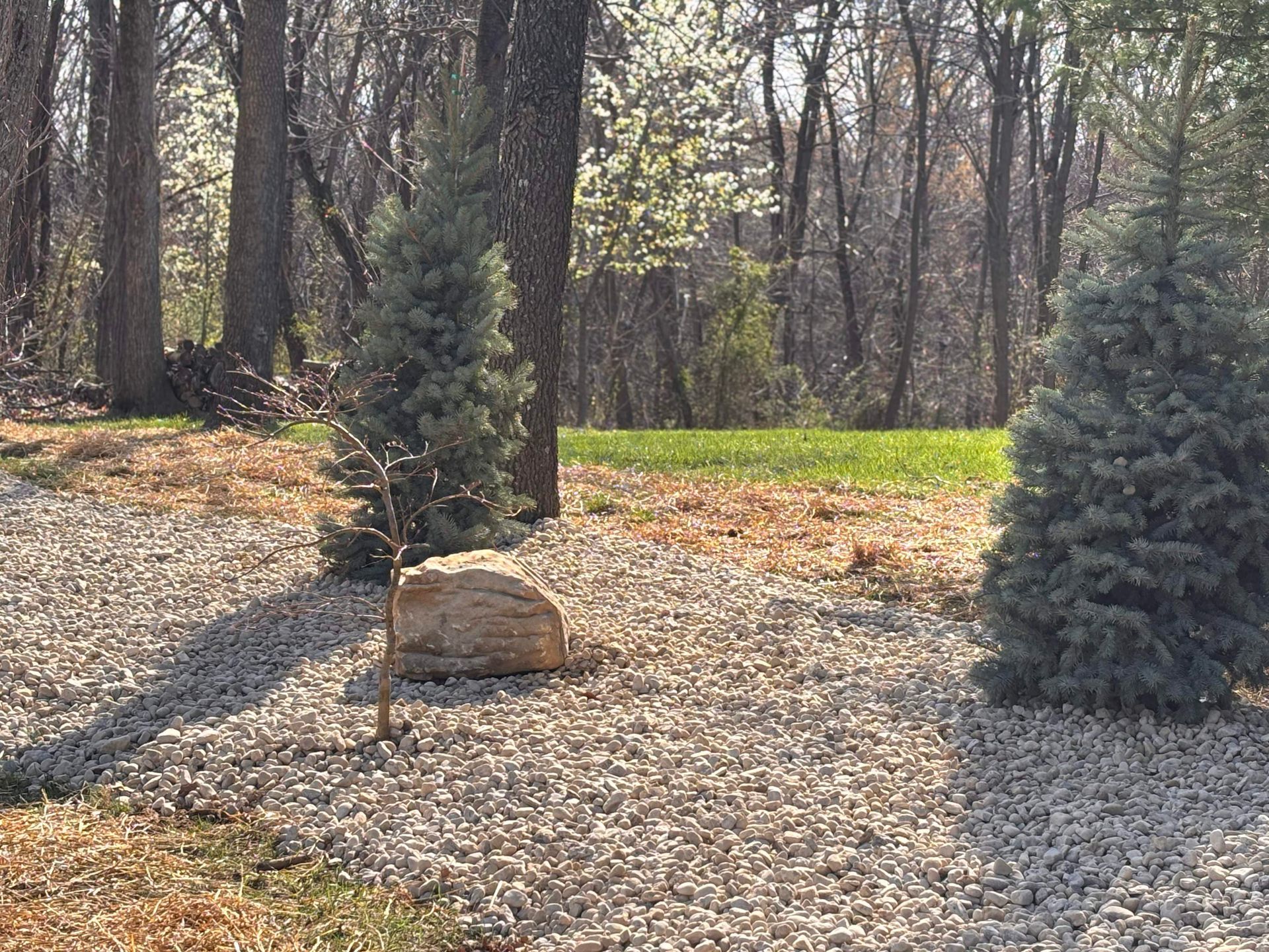 Landscaped yard with gravel, two evergreen shrubs, and a large rock beside leafless trees.