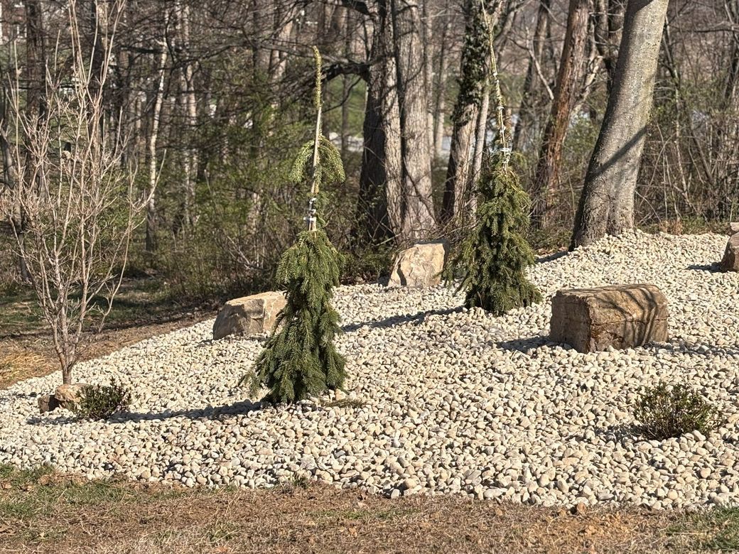 A small stone garden with pebbles, tree stumps, and young evergreen shrubs in a wooded area.