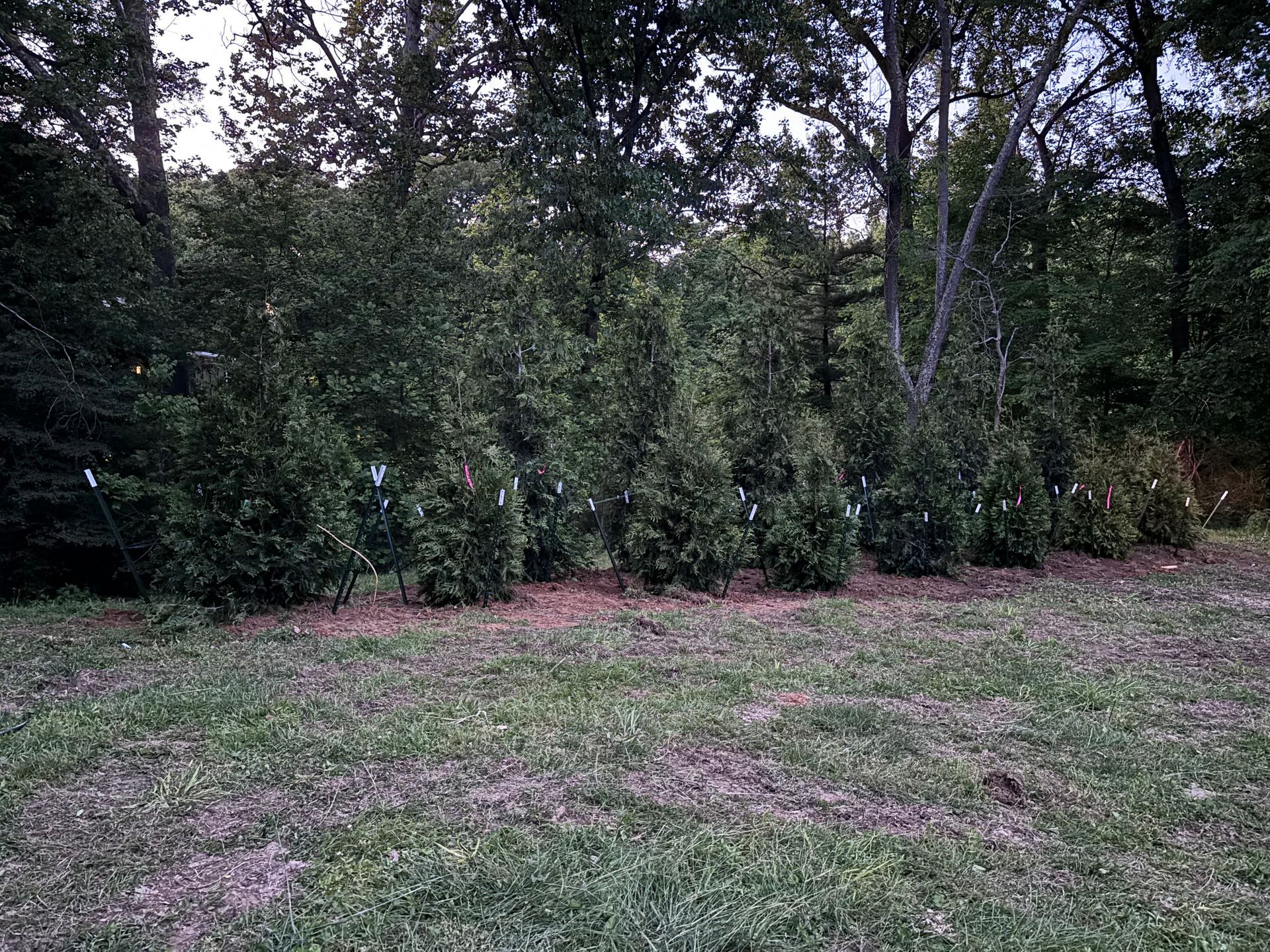 Grassy clearing bordered by dense trees and shrubs in a wooded area