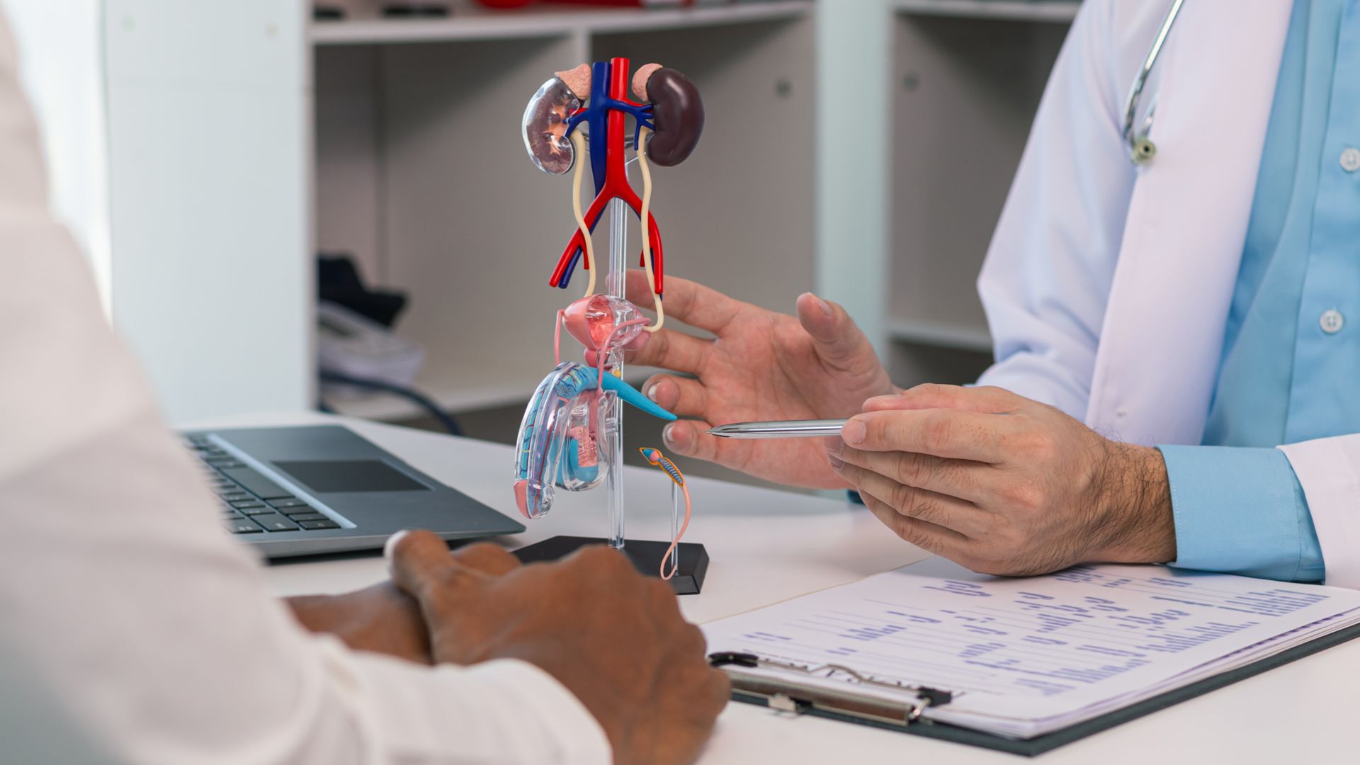 A doctor is talking to a patient while holding a model of kidneys.
