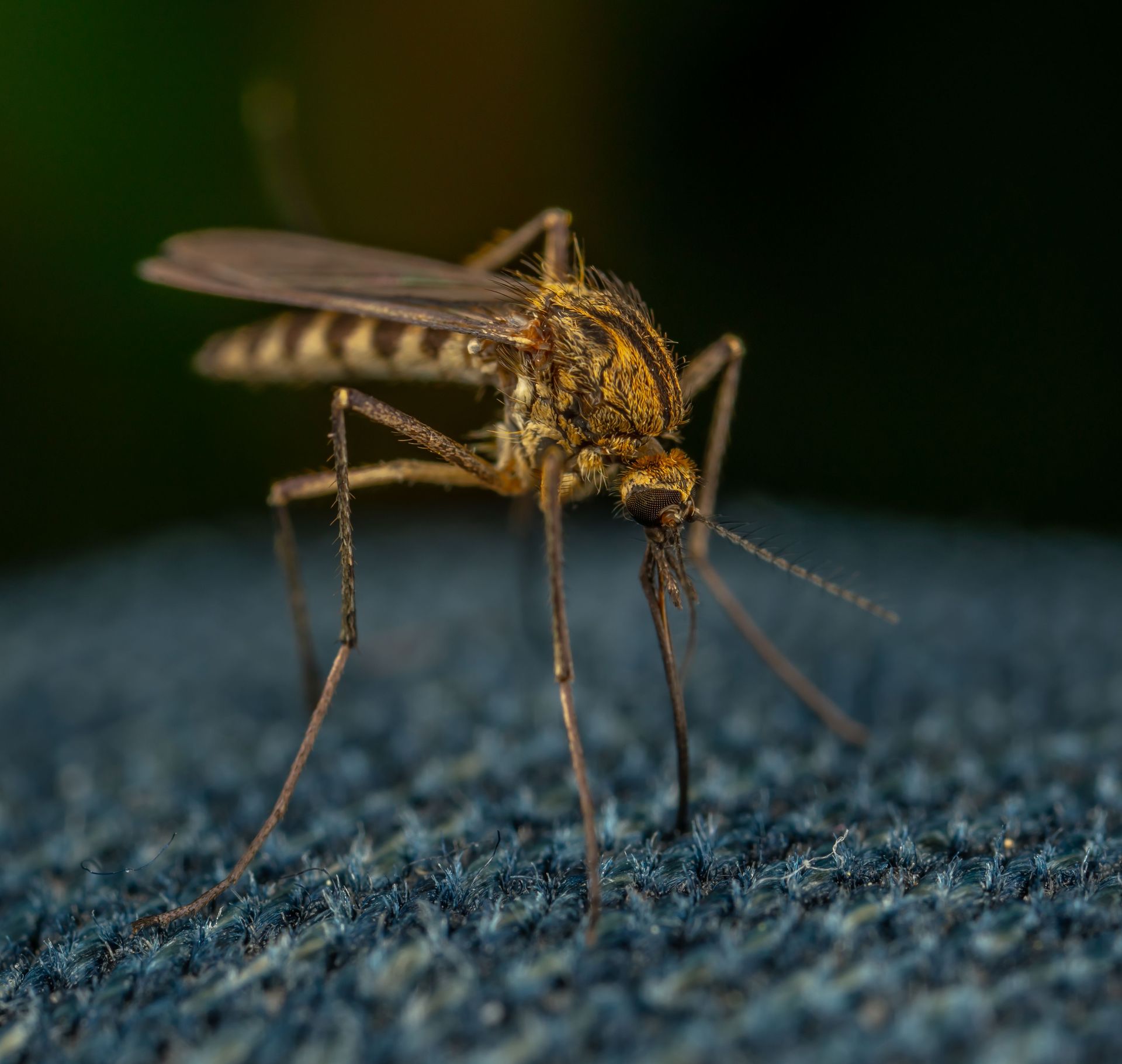 Close-up of a mosquito standing on blue fabric, with a blurred green background