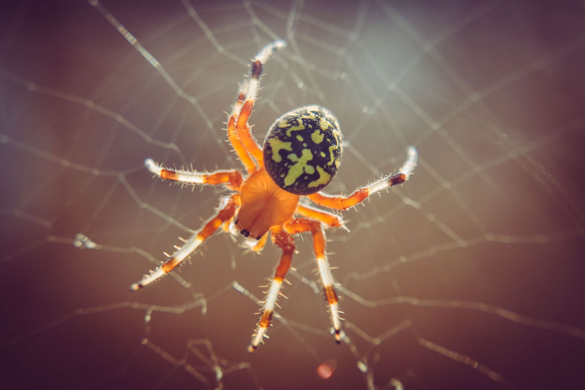 Orange-and-black spider on a web, viewed close up against a blurred background.