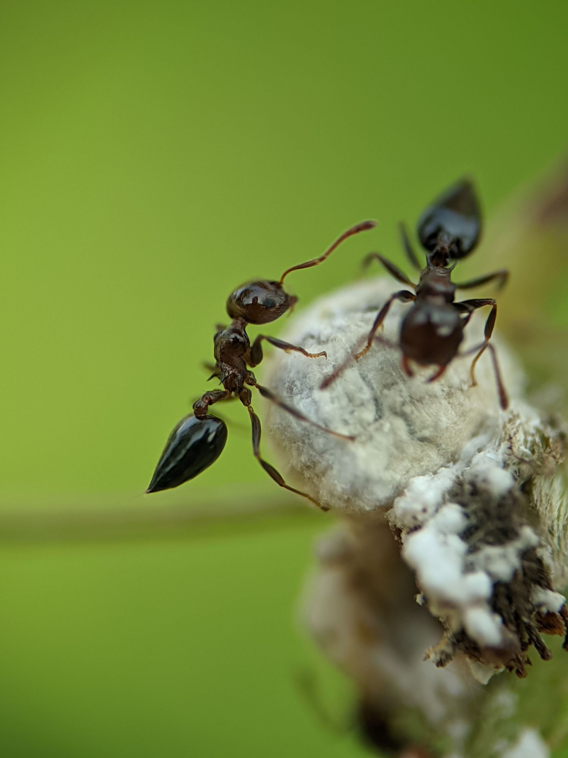 Two ants with raised abdomens on a white plant bud against a green background