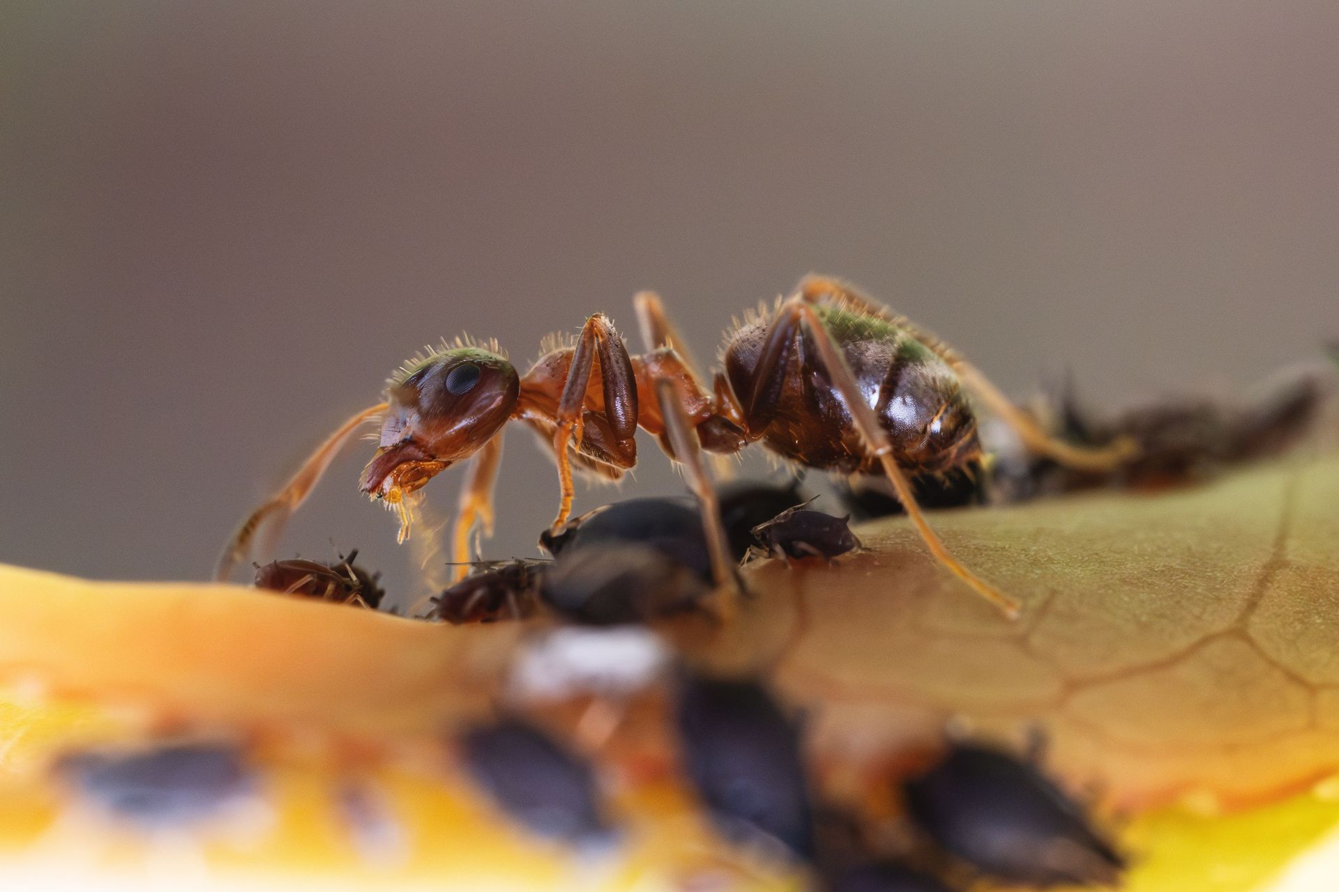 Ants on a yellow leaf, carrying a dark insect in a close-up macro shot