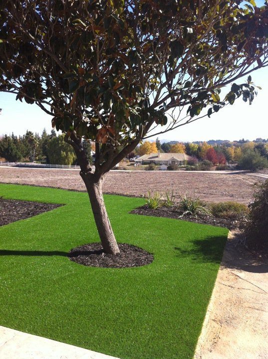 Tree with dark leaves in a landscaped area of bright green turf beside a paved path and open field