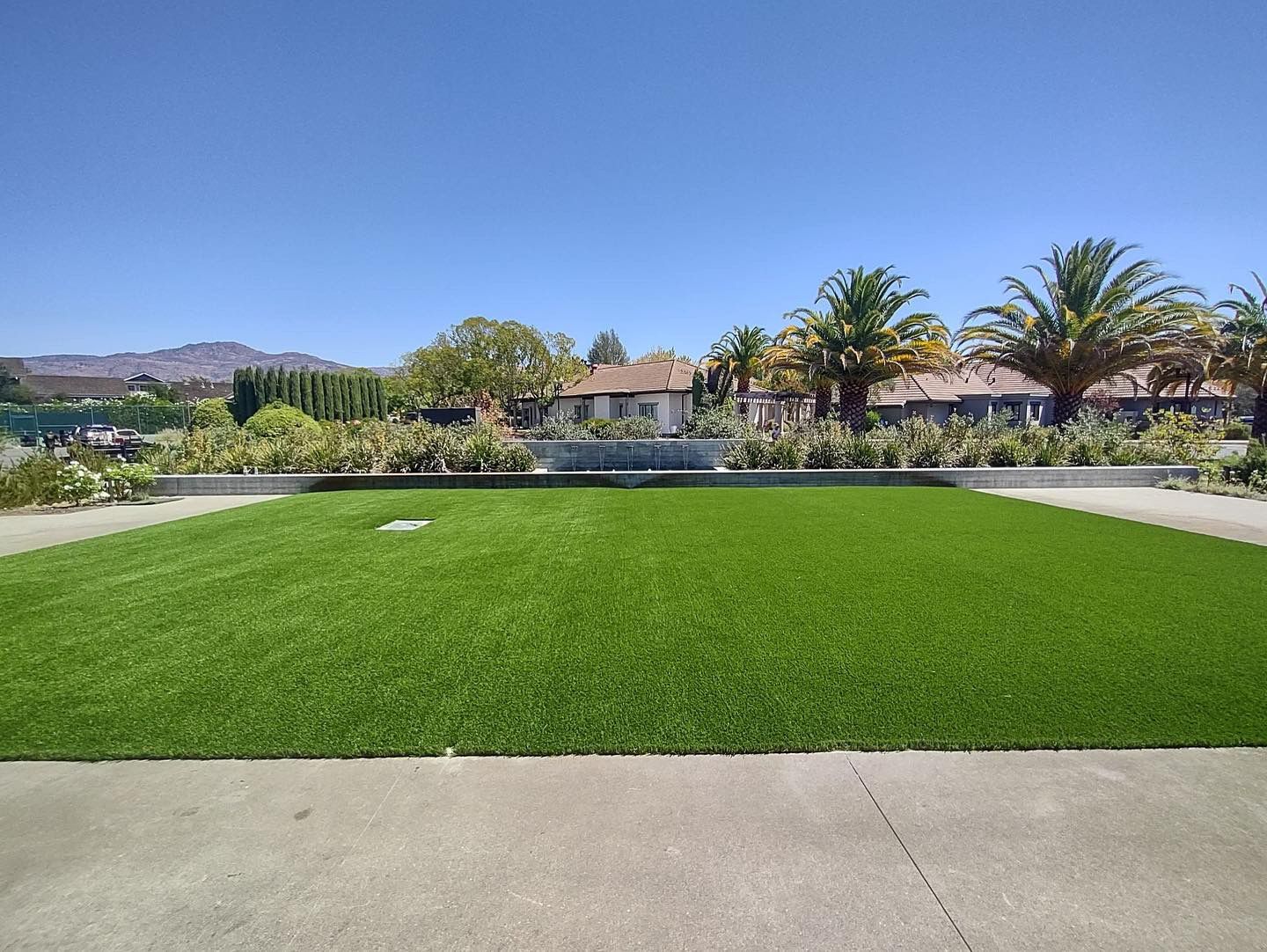 Bright green lawn in a suburban park with palm trees and houses in the background.