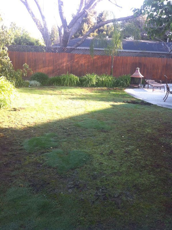 Backyard lawn with a wooden fence, palm trees, and a patio with chairs and a fire pit.