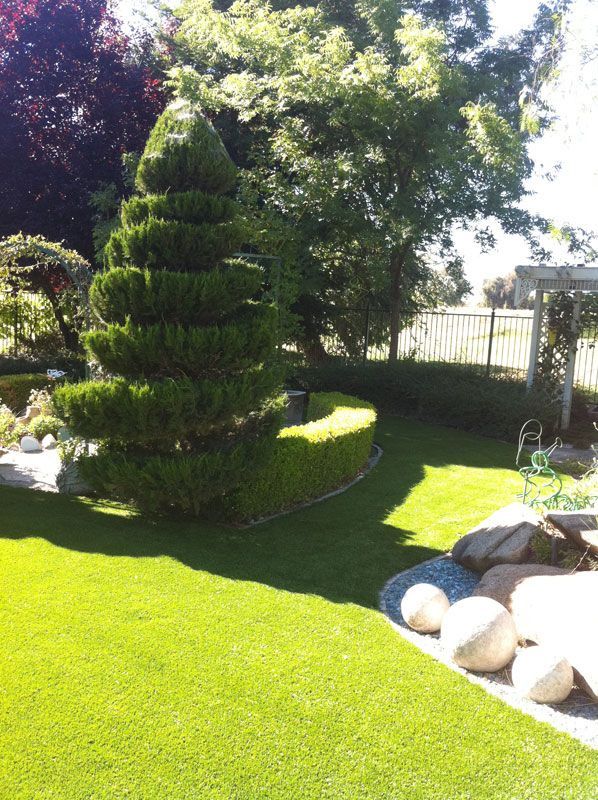 Sunny garden with trimmed evergreen tree, bright green lawn, rocks, and a fence in the background