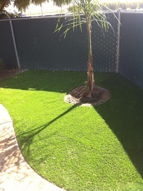Backyard with bright green artificial grass, a young palm tree, and strong sunlight casting long shadows