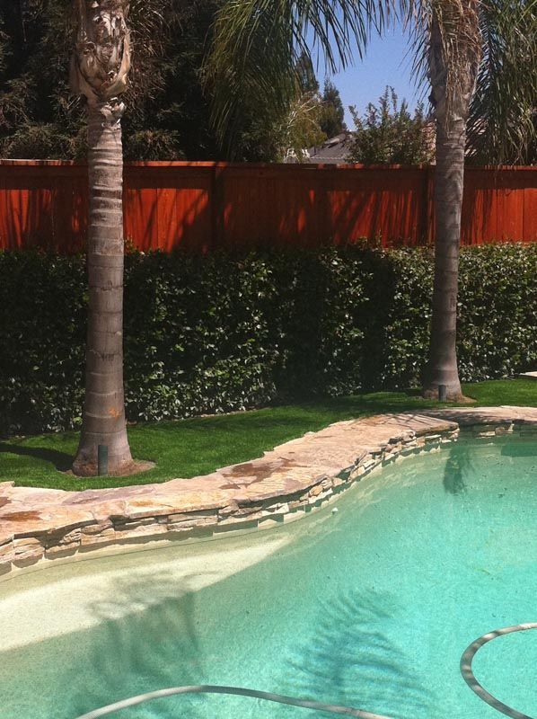 Backyard pool with palm trees, red fence, and turquoise water