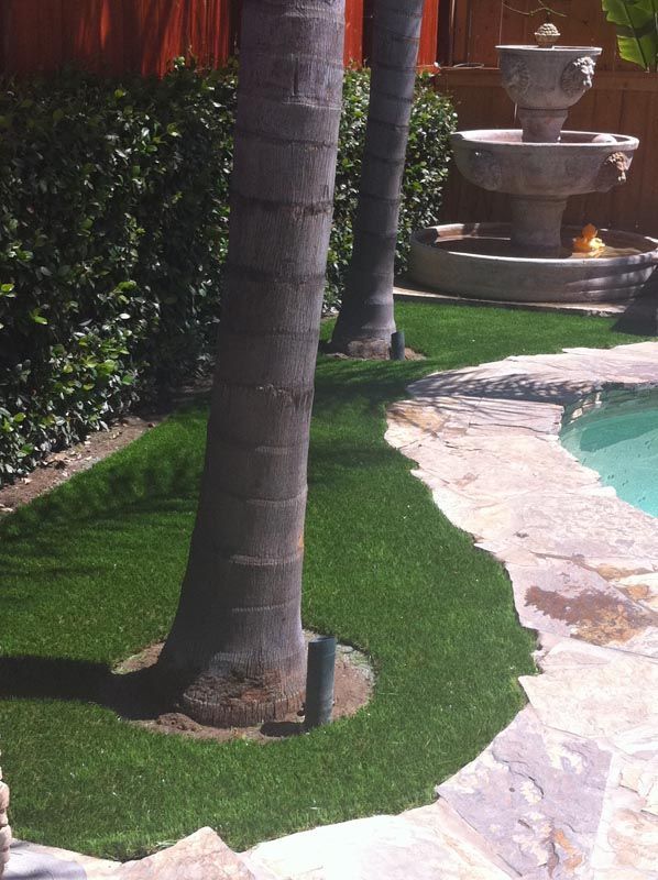 Palm trees beside a curved swimming pool with a stone fountain and green lawn