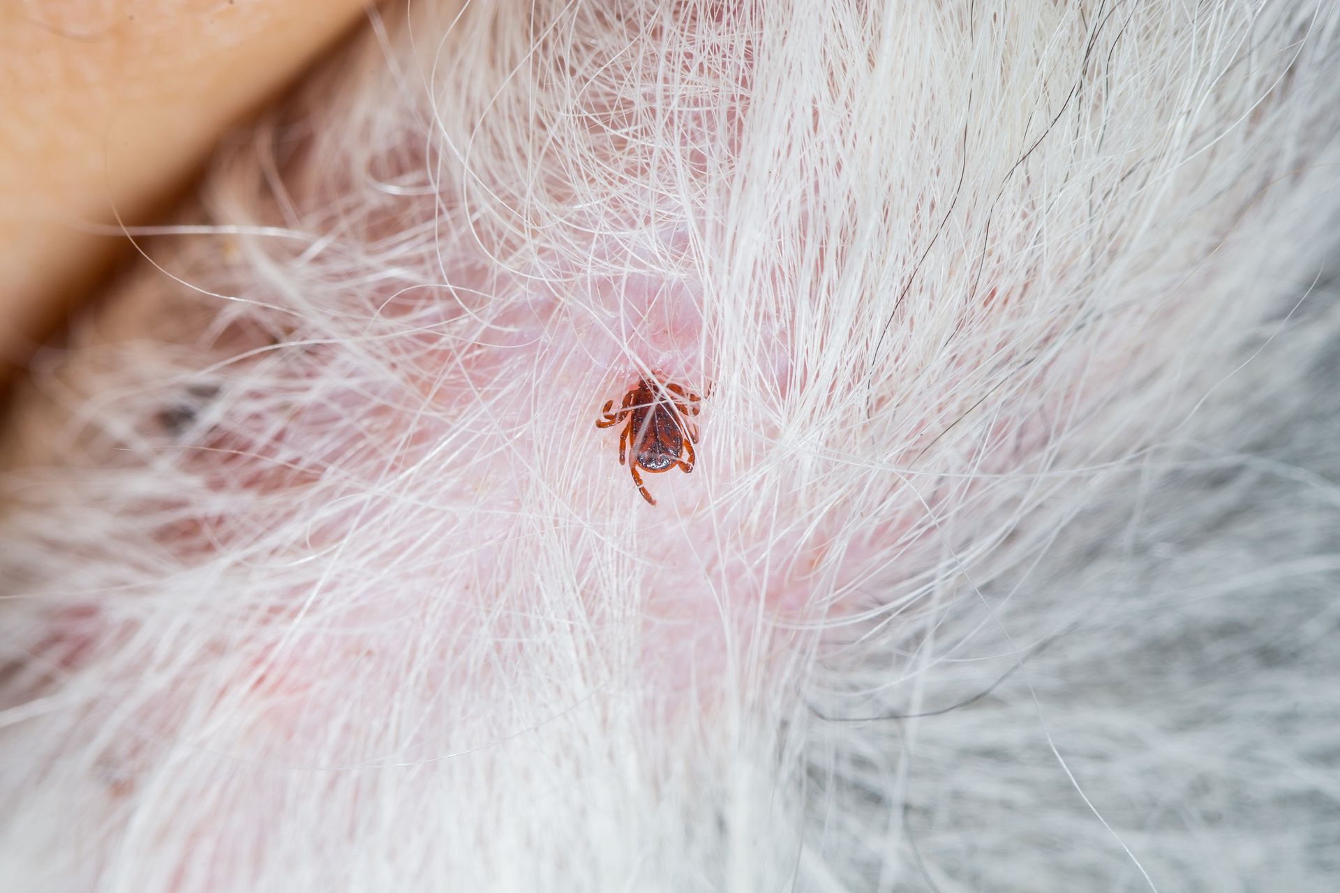 Flea Eliminate Services