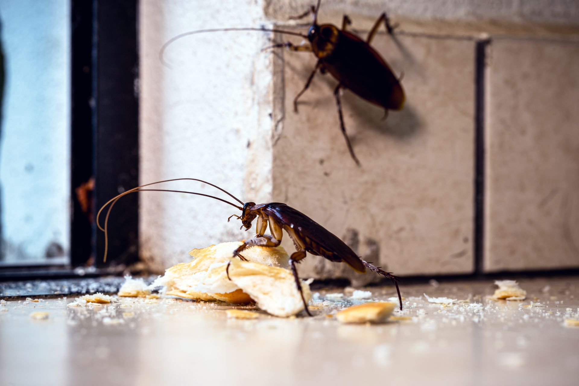 Cockroach Elimination Services