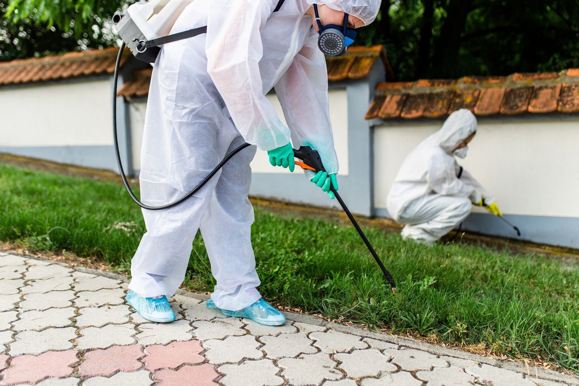 Two people in white protective suits spraying pesticide on grass near a wall.
