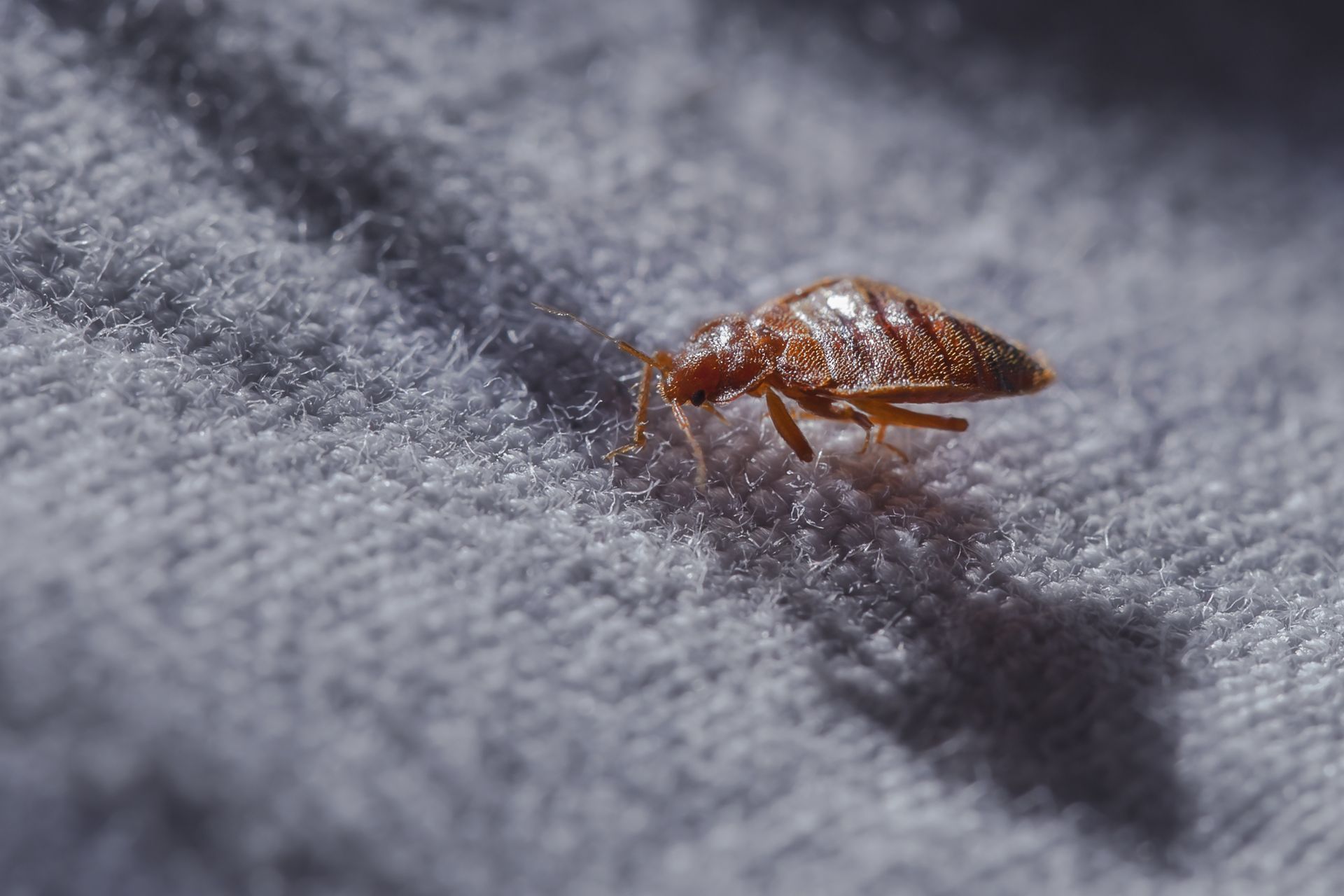 Bedbug Elimination Services