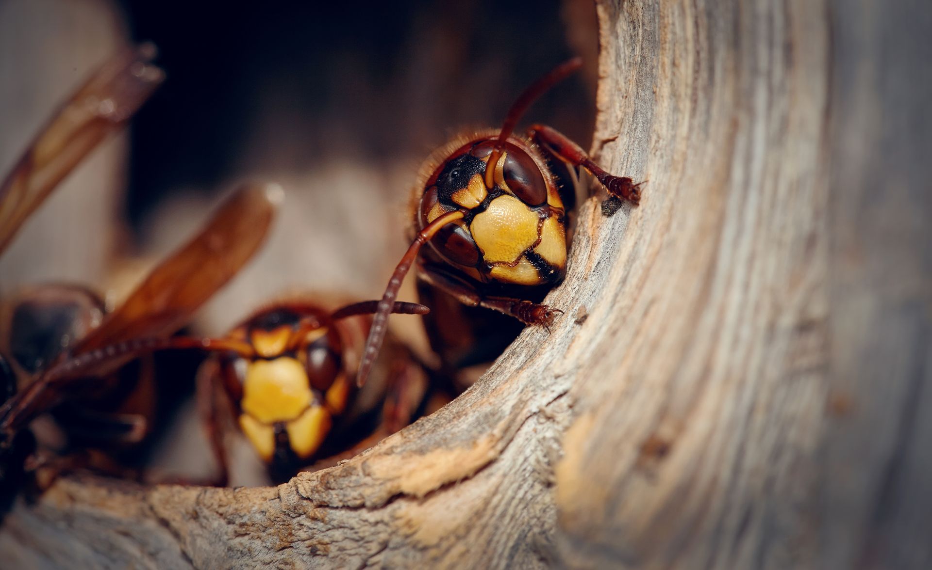 Bees, Wasps, and Hornets