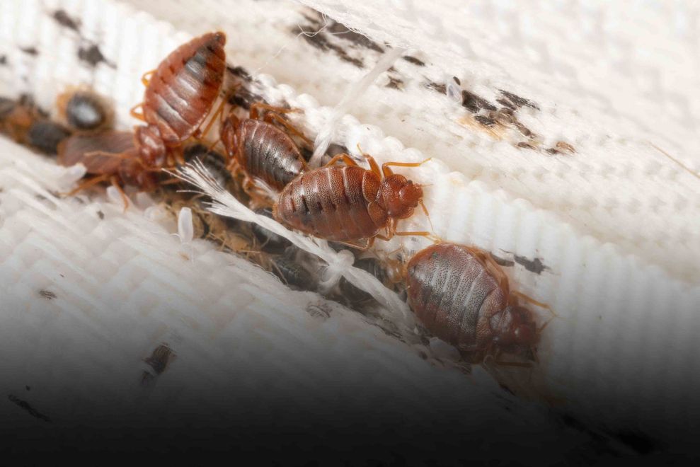 Bedbug Treatment