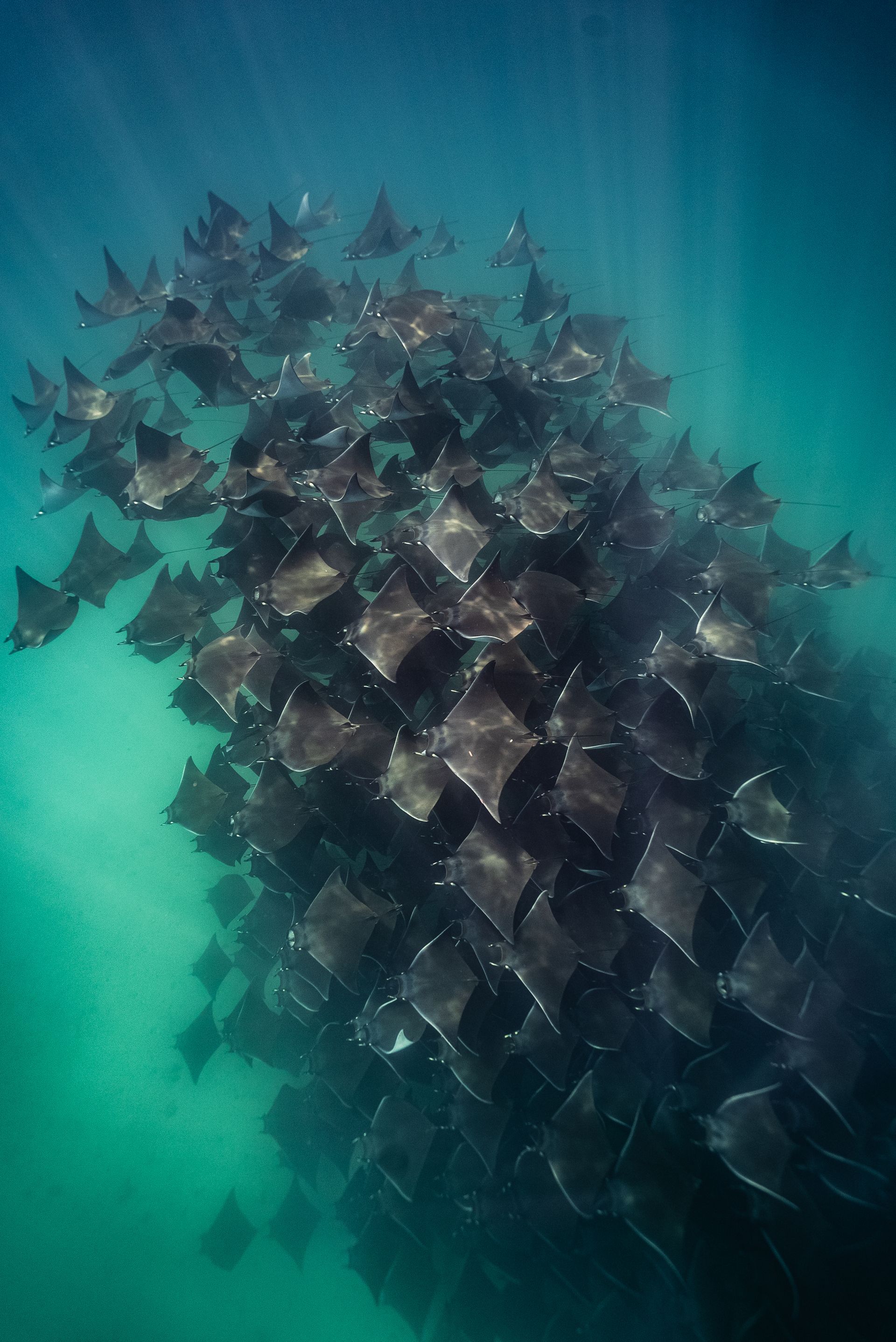 Flock of rays swims underwater, sunbeams filtering through, in a turquoise ocean.