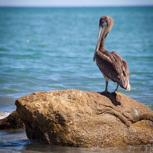 Brown pelican perched on a large, tan rock at the ocean's edge.
