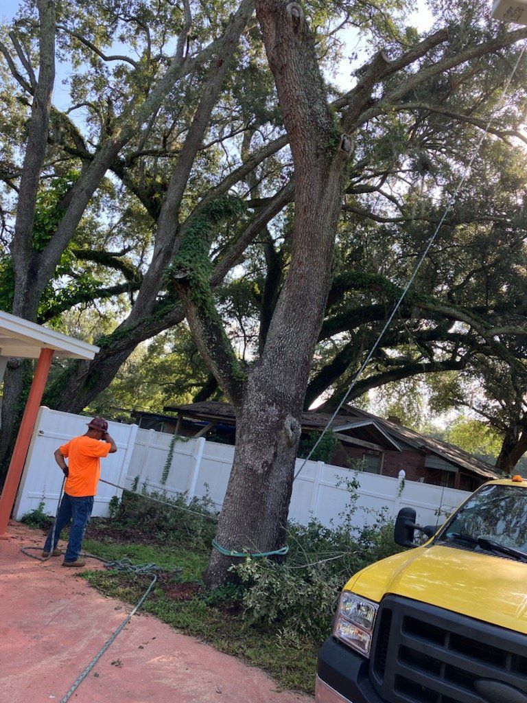 Tree Removal