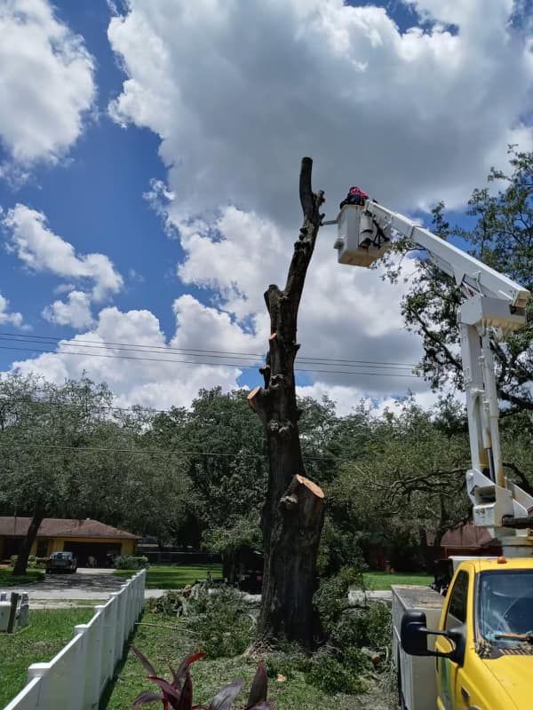 Crane Assisted Tree Removal