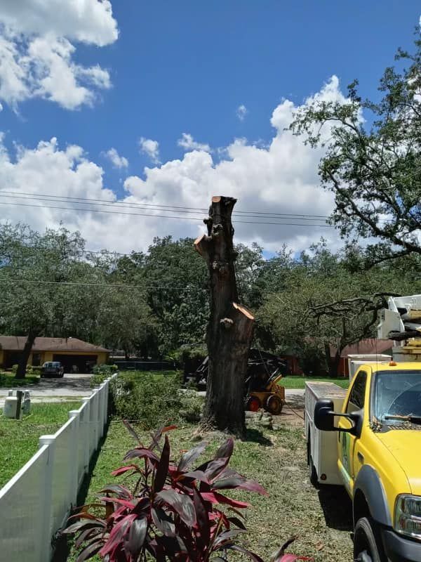 Tree Removal With Professional Equipment