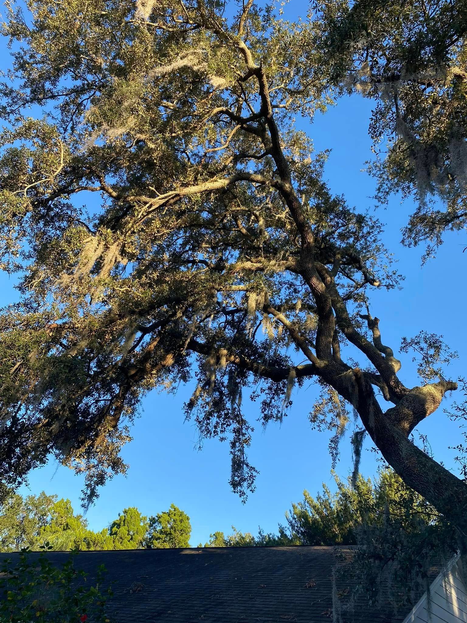 Tall tree with broad branches against a bright blue sky, viewed from below over a grassy slope Tall Tree Service
