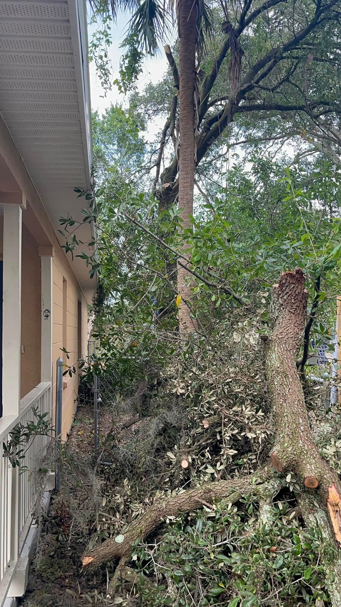 Backyard with a large fallen tree branch leaning against a house amid dense greenery Tree in Backyard