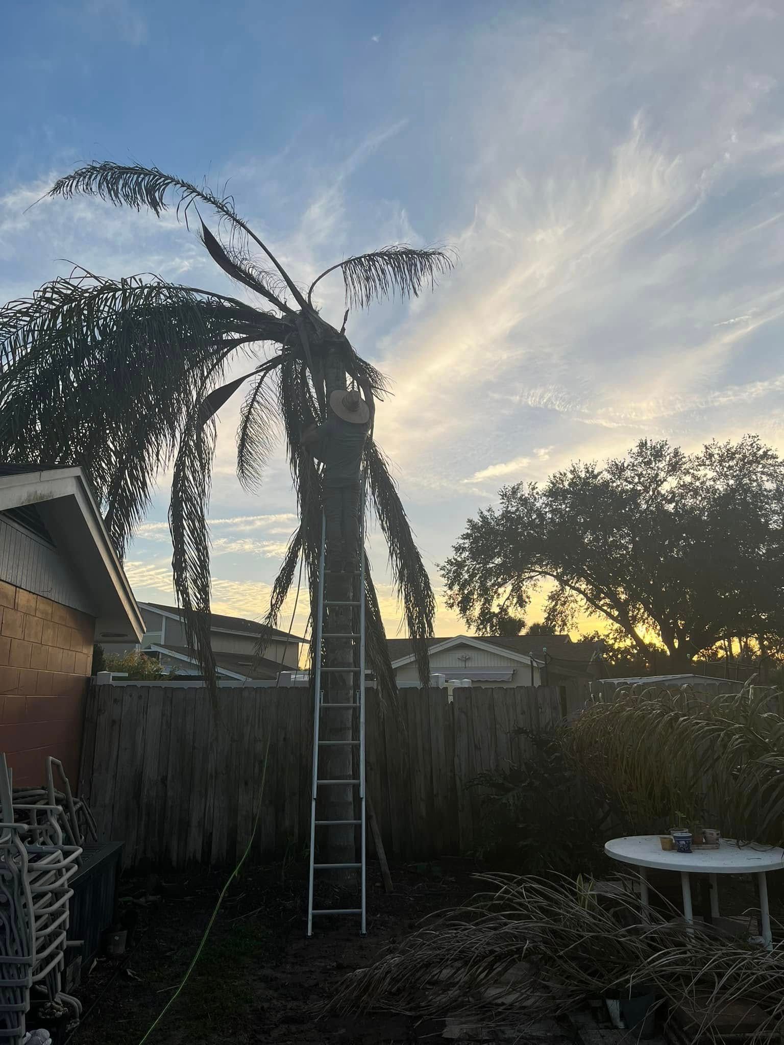 Wilted Palm Backyard