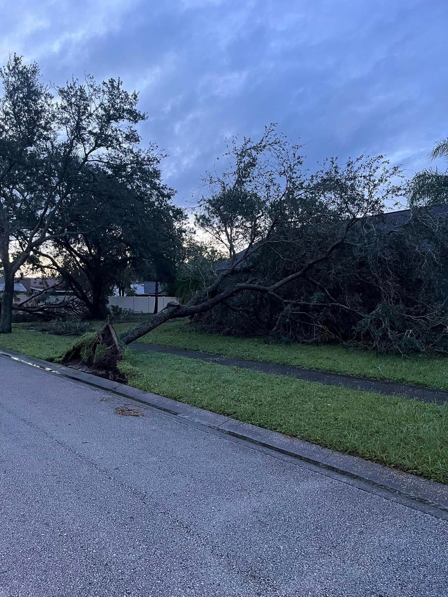 Storm Damaged Tree