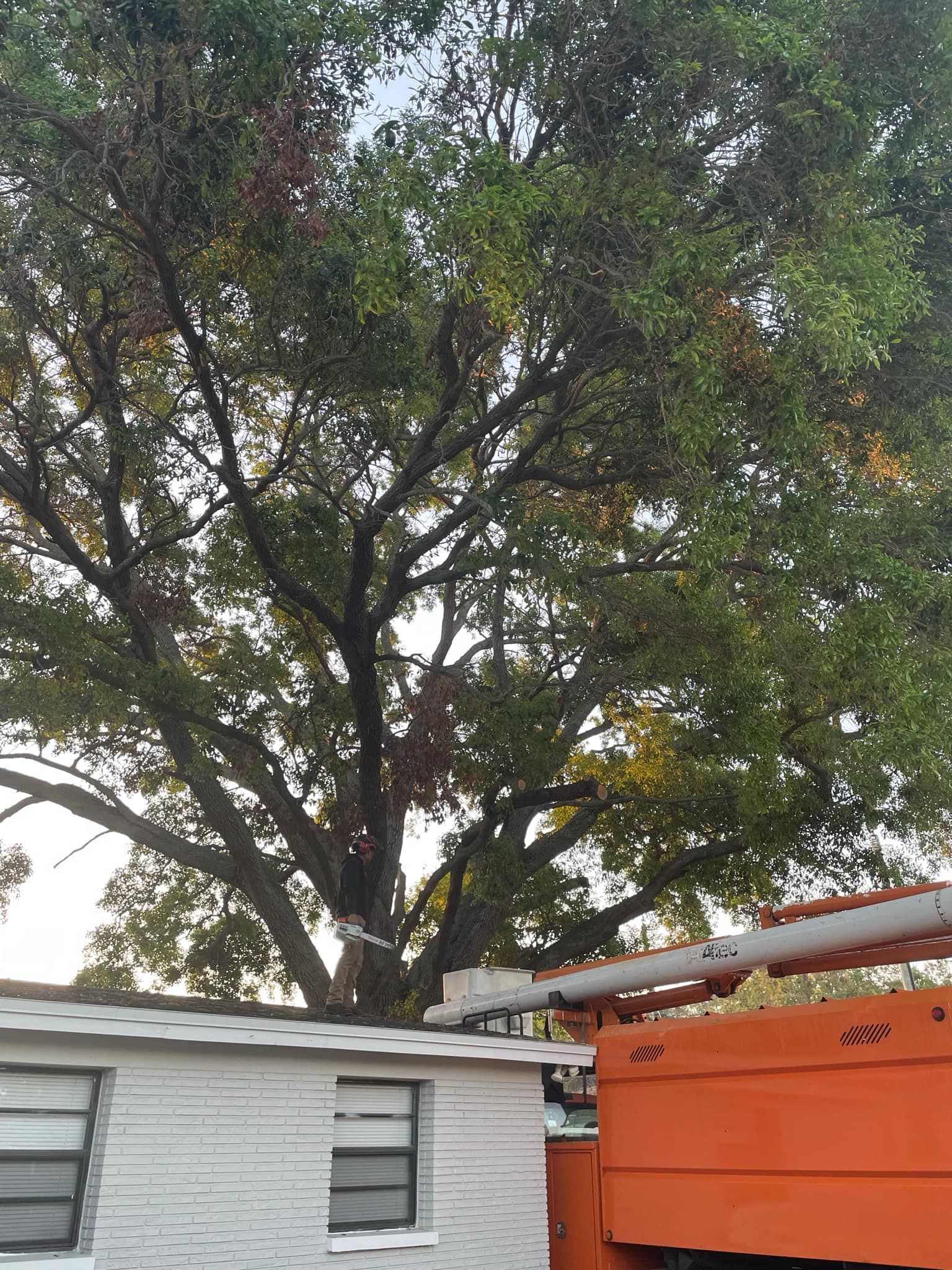 Tree Behind Building