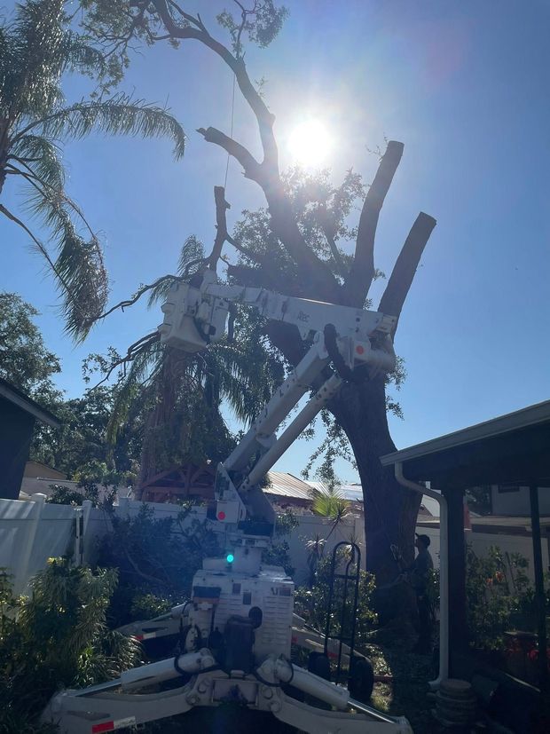 Tall white sculpture outdoors in a sunny garden, backlit by the sun with trees and houses nearby Tree Removal