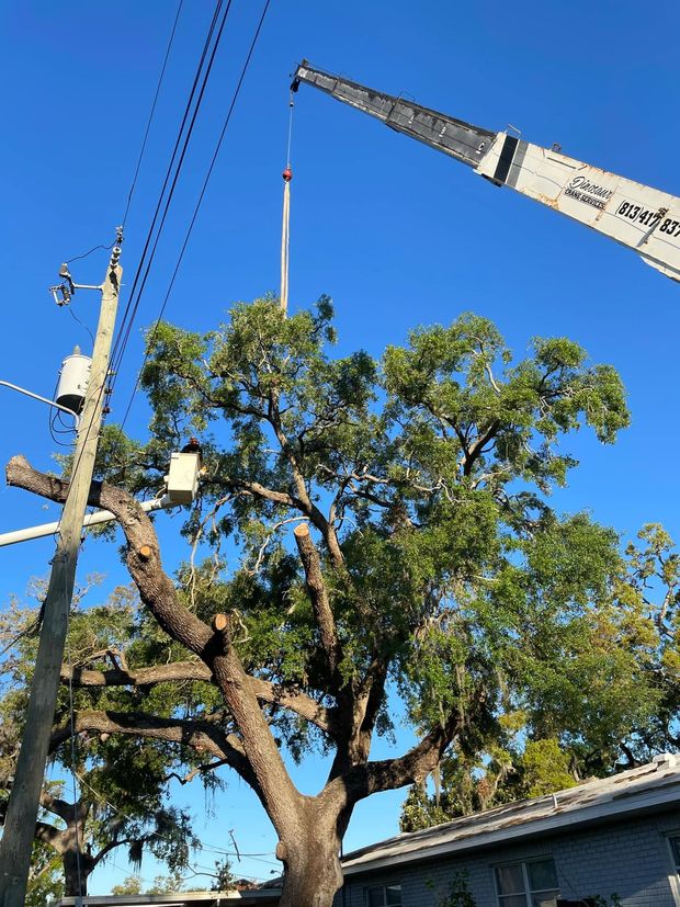 Tree being trimmed by a crane near power lines beside a house under a clear blue sky Tree Trimming & Pruning