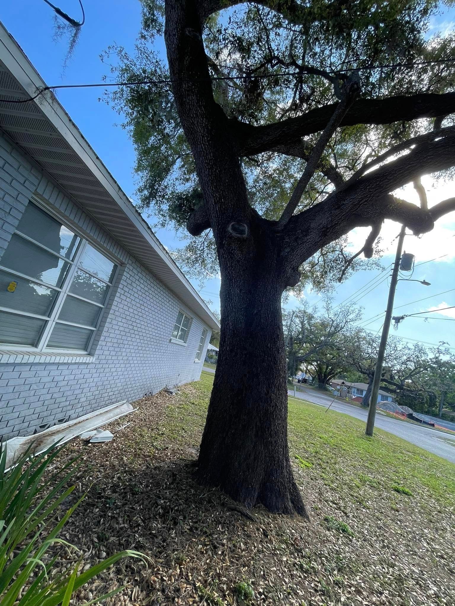 Tree by House