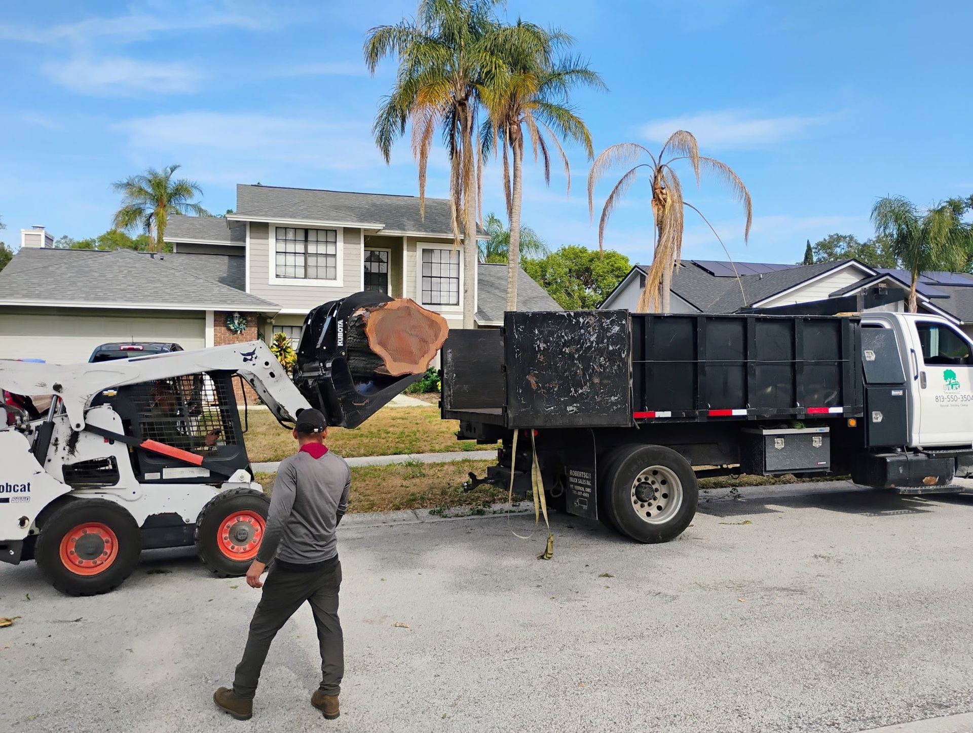 Palm Tree Removal