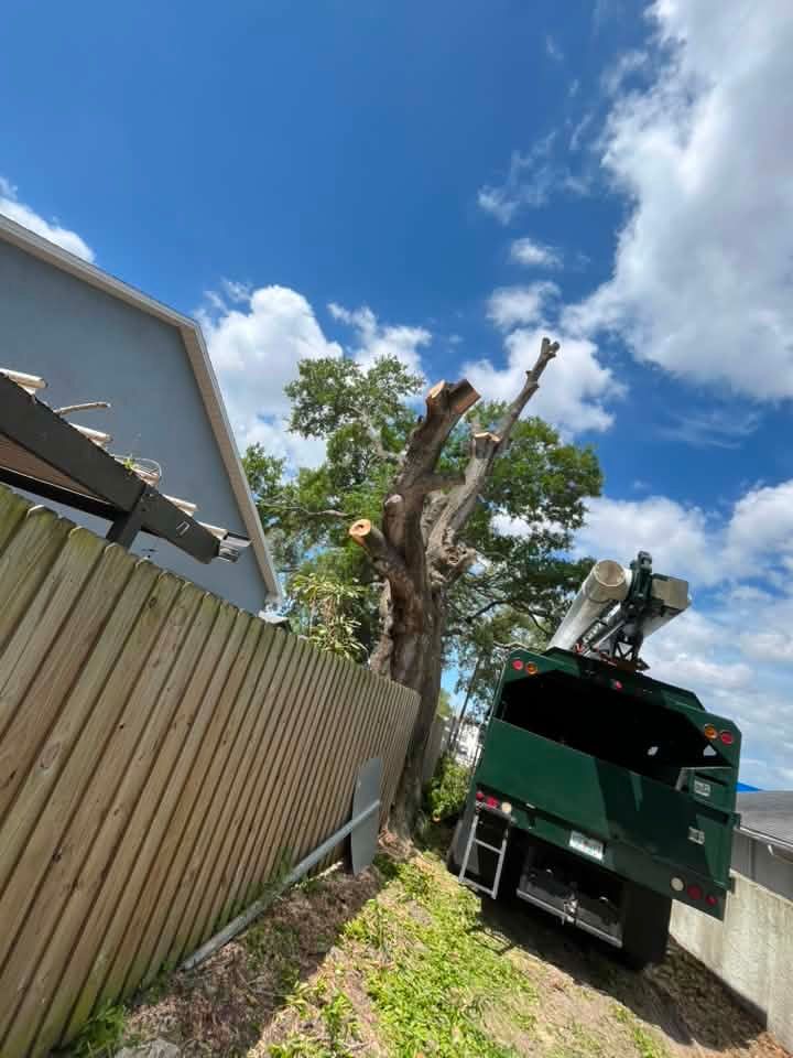 Backyard Tree Removal