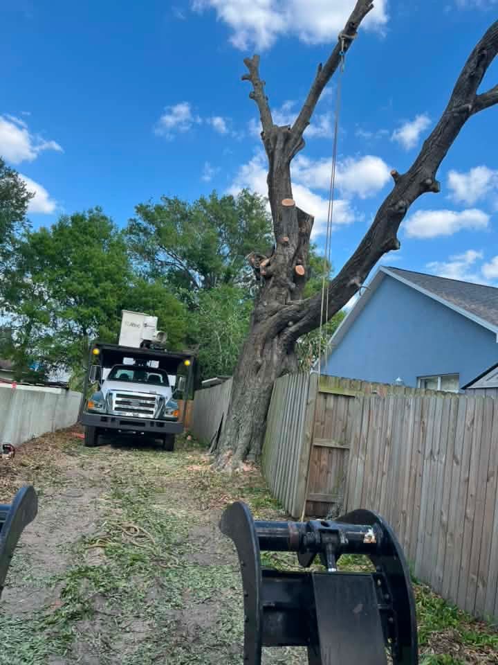 Tree Removal Service