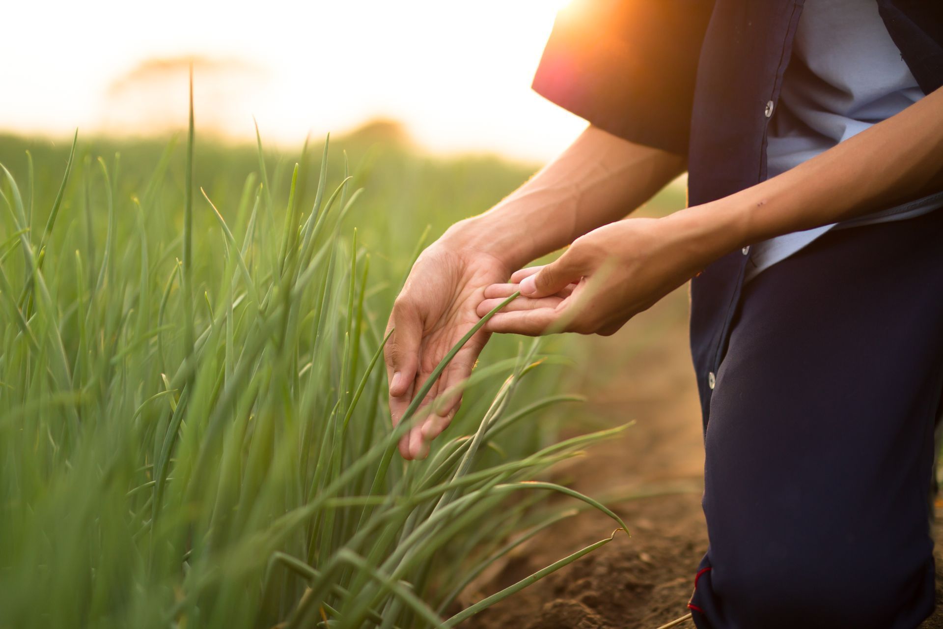 Hands Holding Plant — Beatrice, NE — Lillian L. Fritch Insurance Inc.
