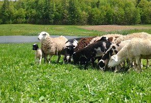 Sheep grazing in a green field beside a pond, with trees in the background