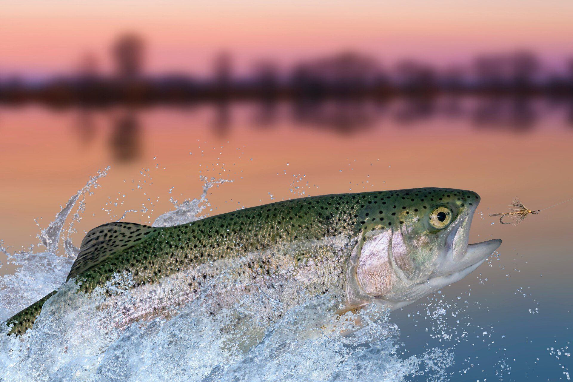 Rainbow trout leaping from water at sunset with splashes and a blurred shoreline