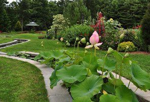 Lotus flowers and large green leaves beside a winding garden path in a lush park