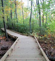 Wooden boardwalk winding through a green forest with autumn leaves.