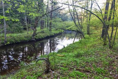Wooded creek with calm water reflecting trees and green undergrowth along the bank