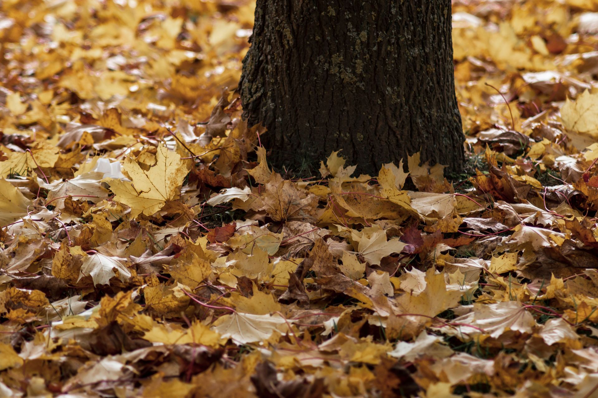 Autumn fallen leaves on a property prior to leaf removal services.